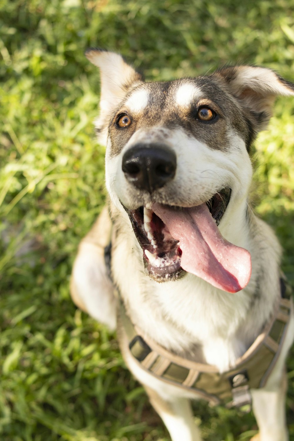 a close up of a dog with its tongue out