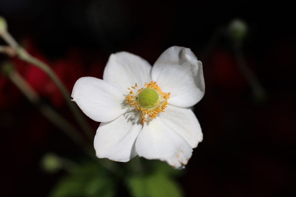 a close up of a white flower with a green center