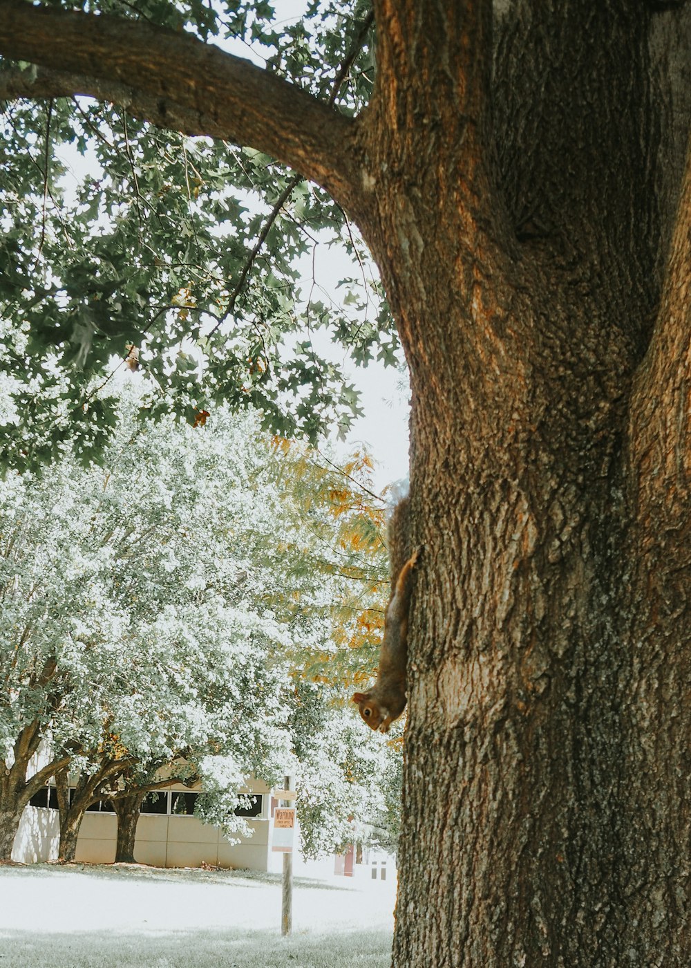 Ein Eichhörnchen sitzt in der Mitte eines Baumes