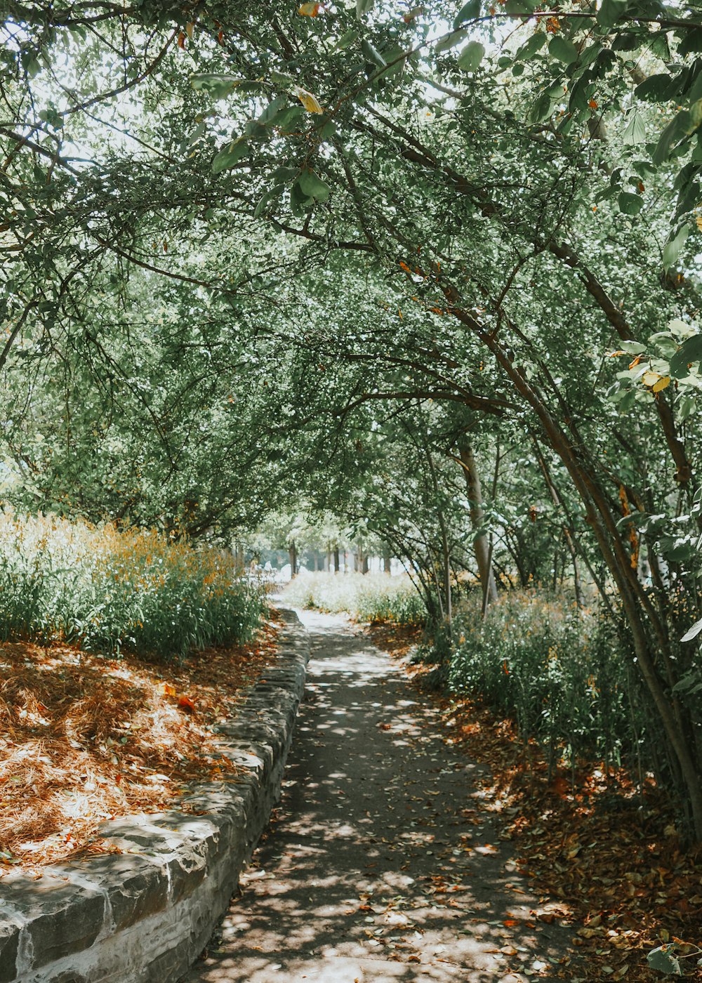 ein Weg in einem Park mit Bäumen und Gras