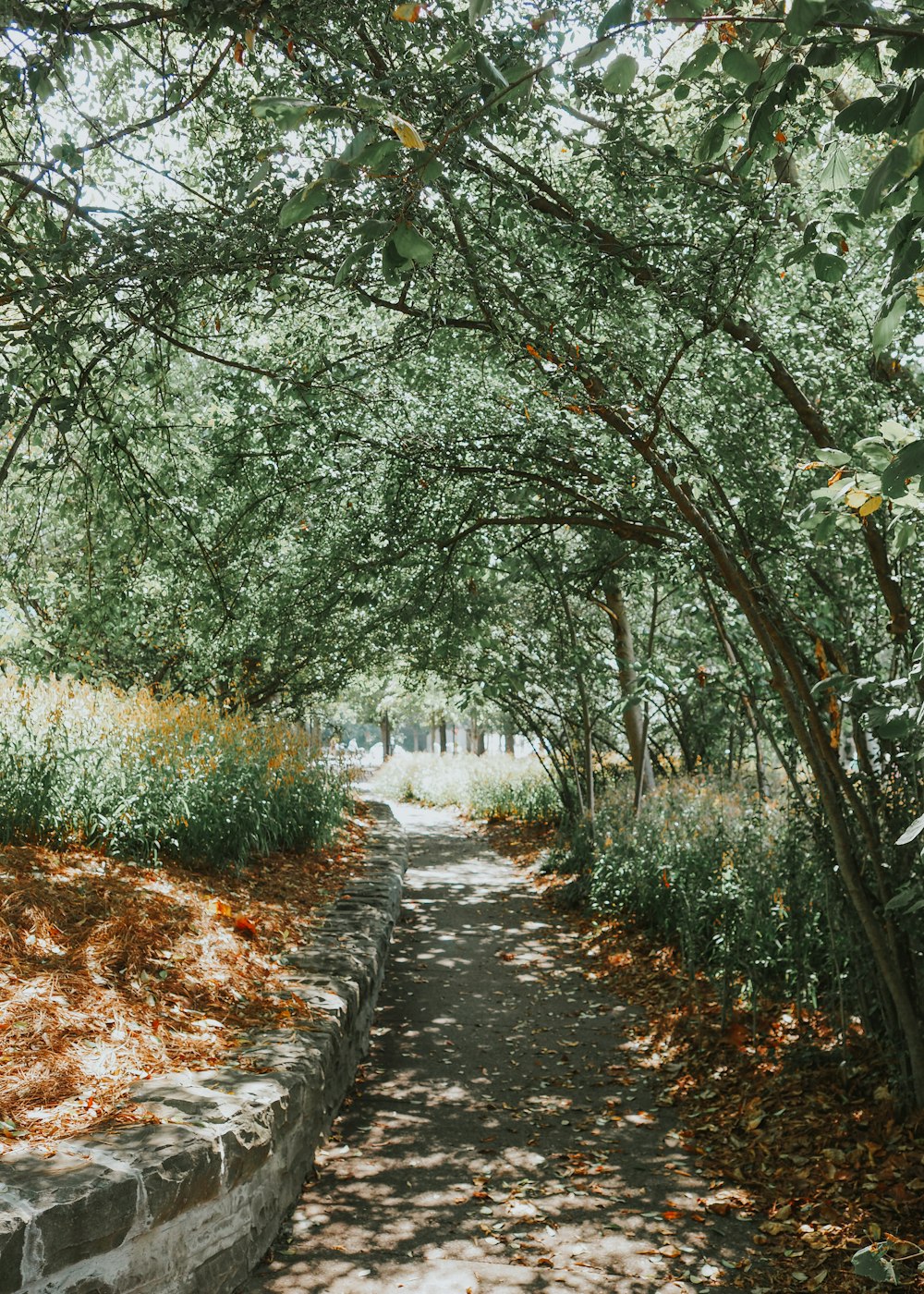 Un sendero en un parque con árboles y césped