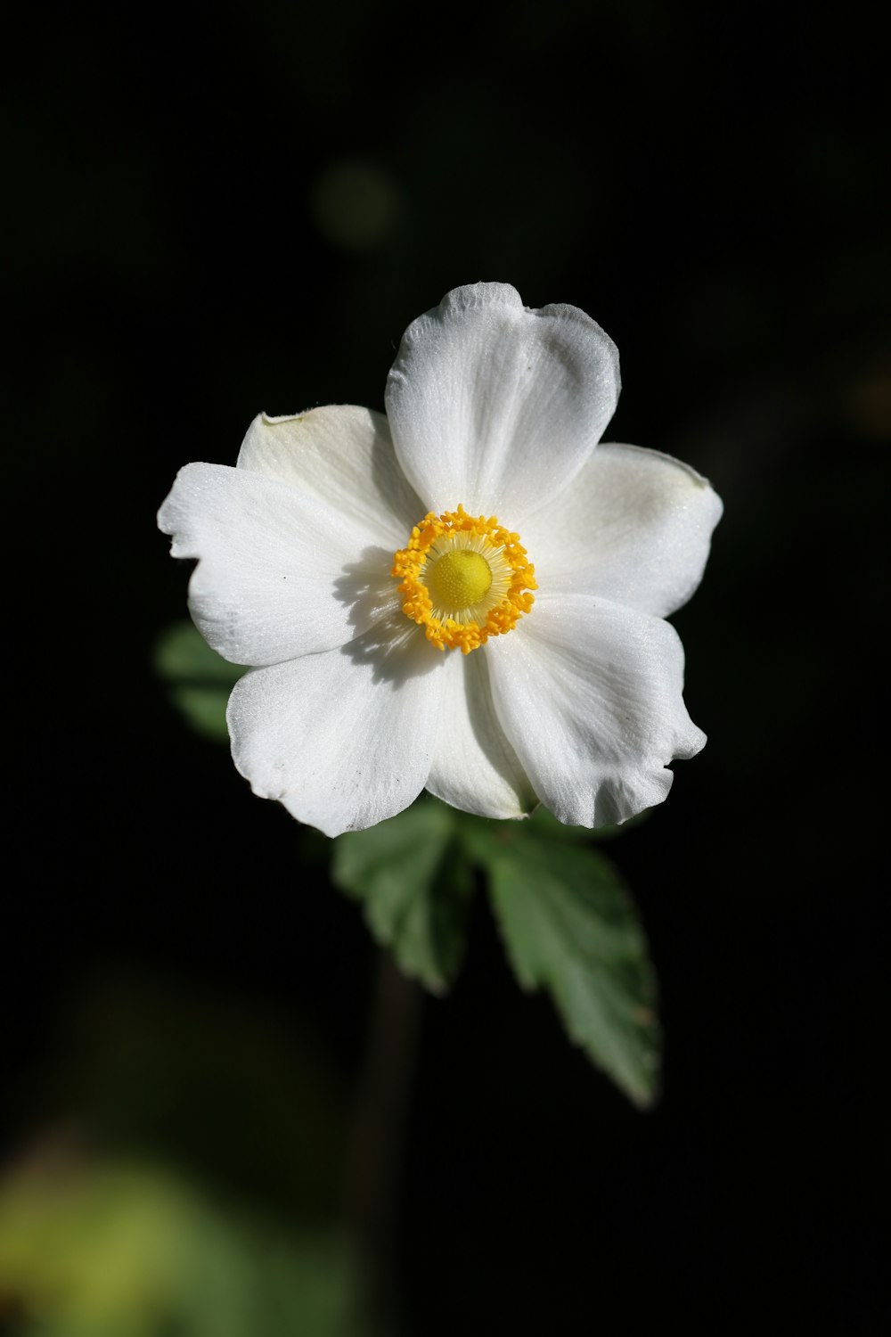 a single white flower with a yellow center