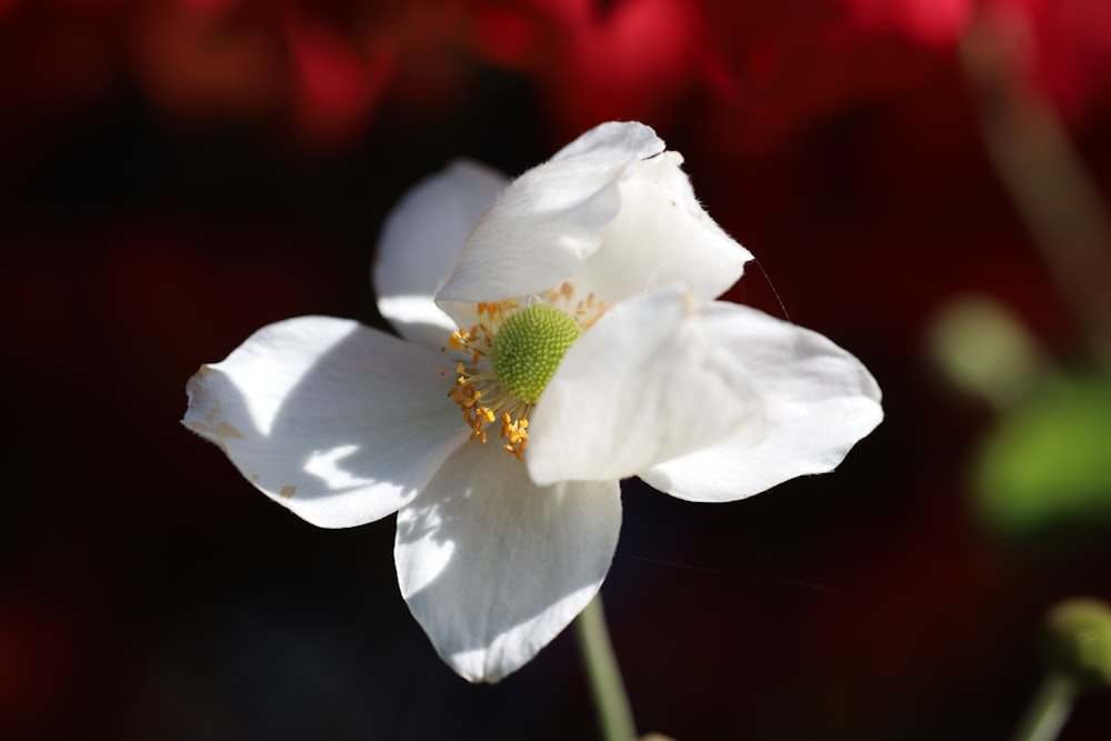 a close up of a white flower with red flowers in the background