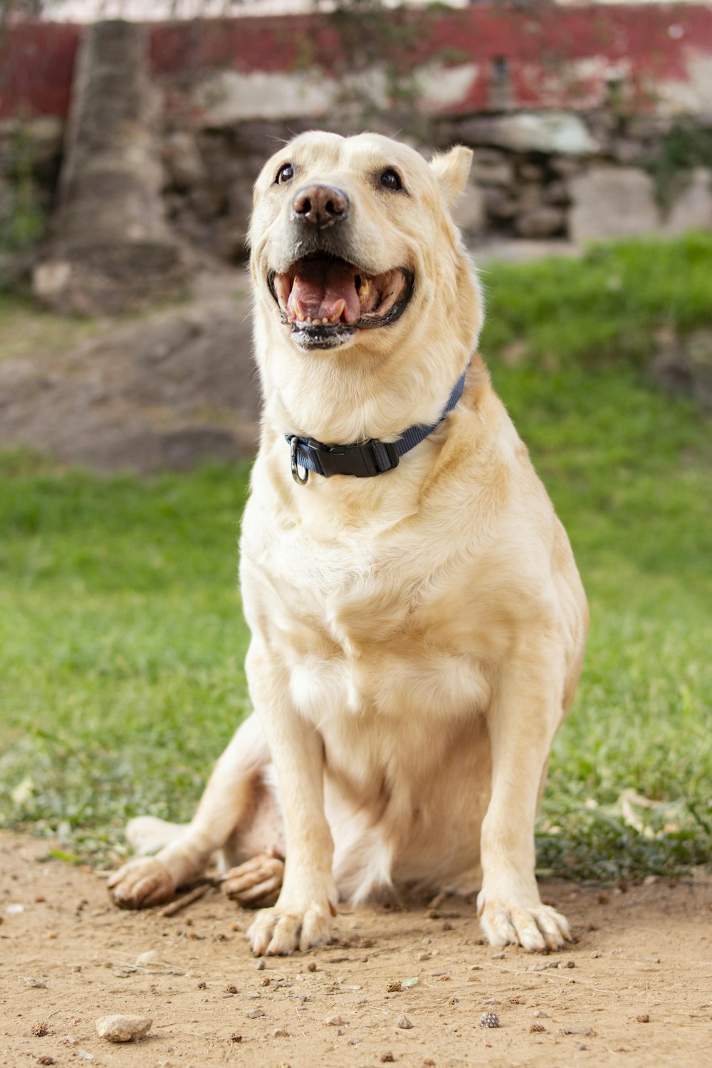 a dog sitting on a dirt road with a building in the background