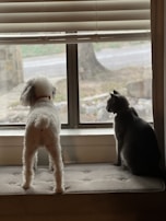 A small dog and a cat are standing on a cushioned bench, looking out of a window. The dog is on the left and has white, curly fur, while the cat is on the right with short, dark fur. The window blinds are partially open, and the scene outside appears to be a street with trees and a stone pathway.