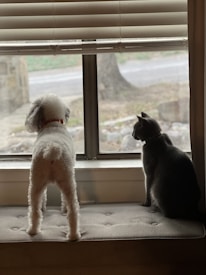 A small dog and a cat are standing on a cushioned bench, looking out of a window. The dog is on the left and has white, curly fur, while the cat is on the right with short, dark fur. The window blinds are partially open, and the scene outside appears to be a street with trees and a stone pathway.