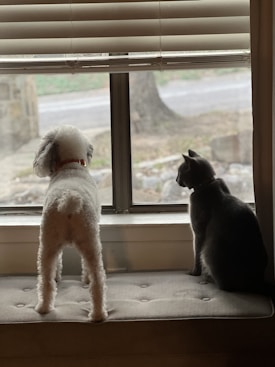 A small dog and a cat are standing on a cushioned bench, looking out of a window. The dog is on the left and has white, curly fur, while the cat is on the right with short, dark fur. The window blinds are partially open, and the scene outside appears to be a street with trees and a stone pathway.