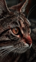 Close-up of a cat's photo transformed into a colorful, textured canvas print.