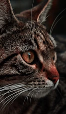 Close-up of a detailed, colorful cat illustration capturing unique fur patterns.