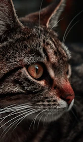 Close-up of a detailed, colorful cat illustration capturing unique fur patterns.