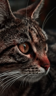 Close-up of a cat's photo transformed into a colorful, textured canvas print.
