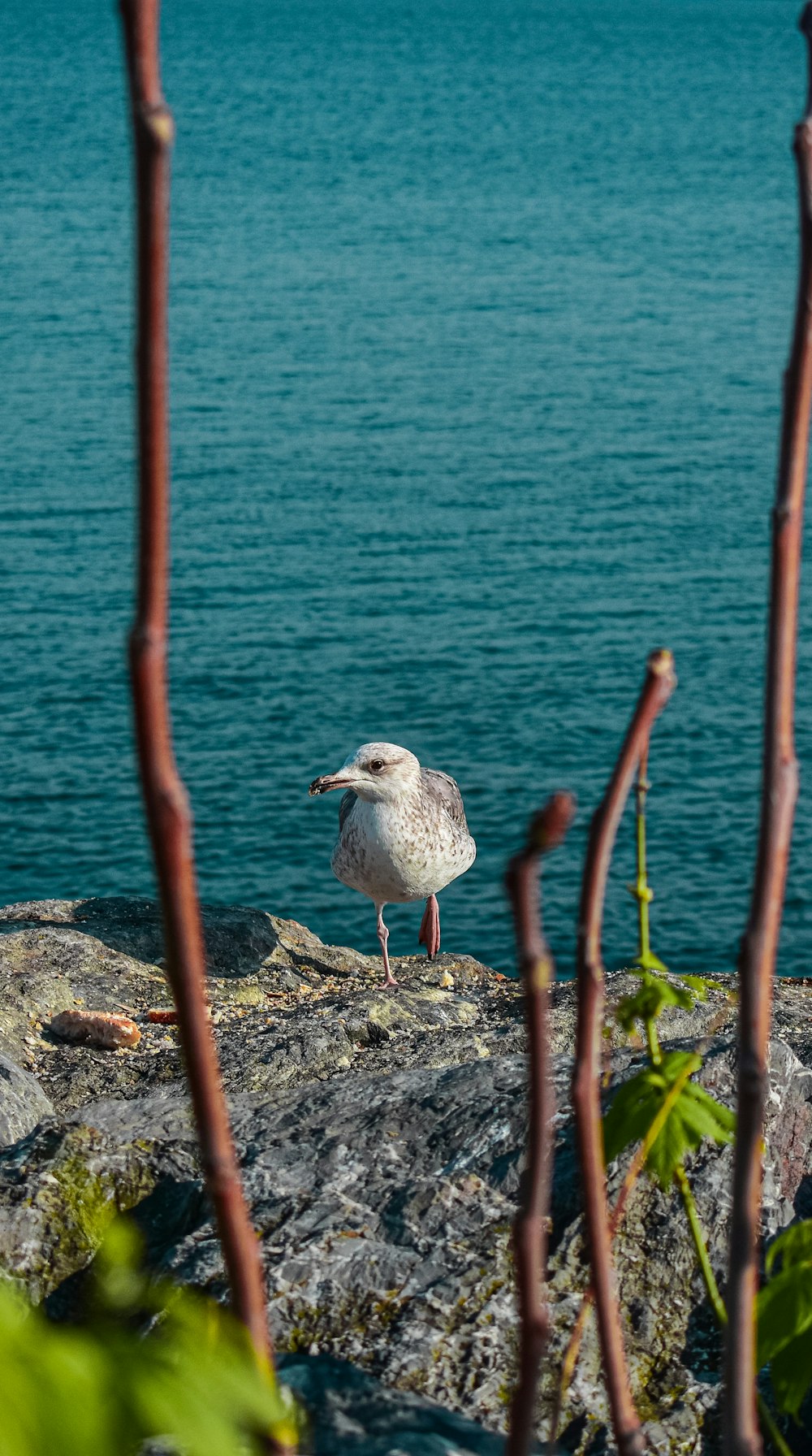 a seagull sitting on a rock by the water