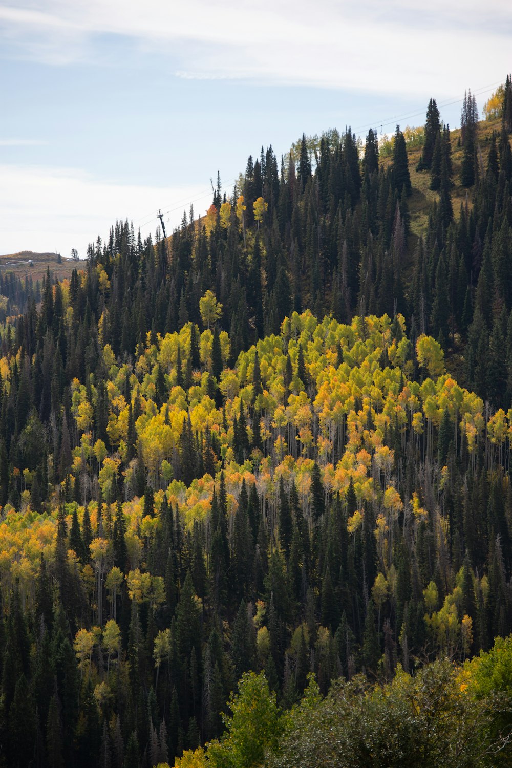 Una montaña cubierta de muchos árboles con hojas amarillas y verdes