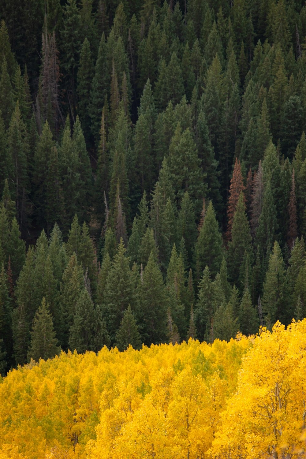 a bear walking through a forest filled with trees