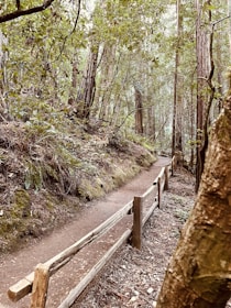 A peaceful outdoor path surrounded by trees, ideal for walk and talk therapy.