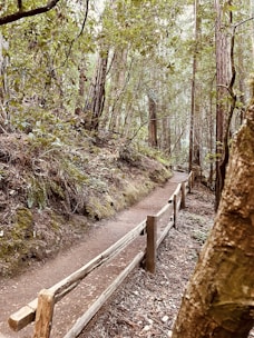 A peaceful outdoor path surrounded by trees, perfect for walk and talk therapy.