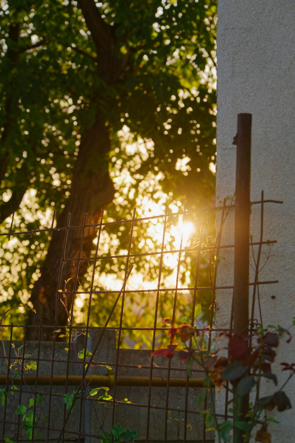 the sun is shining through the trees behind a fence