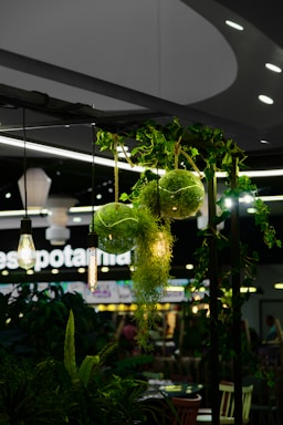 A decorative arrangement featuring lush green foliage and hanging glass terrariums filled with plants. The setup is illuminated by hanging bulbs with warm lighting, creating an inviting and cozy atmosphere. In the background, there is blurred signage and ambient lights.