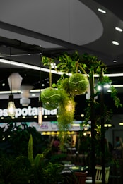 A decorative arrangement featuring lush green foliage and hanging glass terrariums filled with plants. The setup is illuminated by hanging bulbs with warm lighting, creating an inviting and cozy atmosphere. In the background, there is blurred signage and ambient lights.
