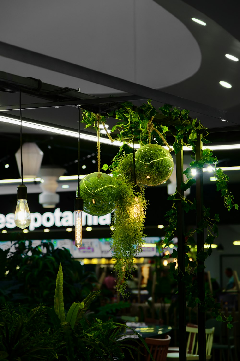 a green plant hanging from a ceiling in a restaurant