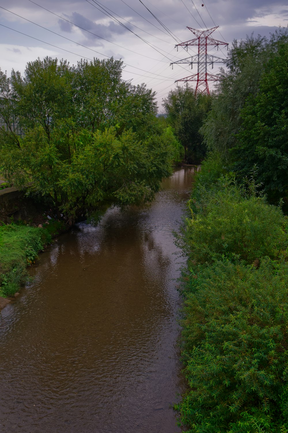 a river running through a lush green forest