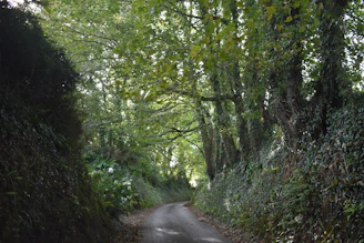 Narrow winding paths lined with rhododendron trees leading through a serene Darjeeling hillside village.
