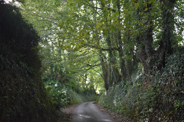 Narrow winding paths lined with rhododendron trees leading through a serene Darjeeling hillside village.