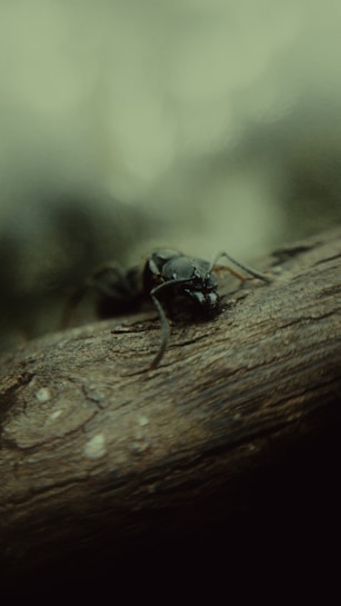 A close-up perspective of an ant crawling on a piece of wood. The image captures the texture of the wood and provides a detailed view of the ant's body. The background is blurred, emphasizing the subject.