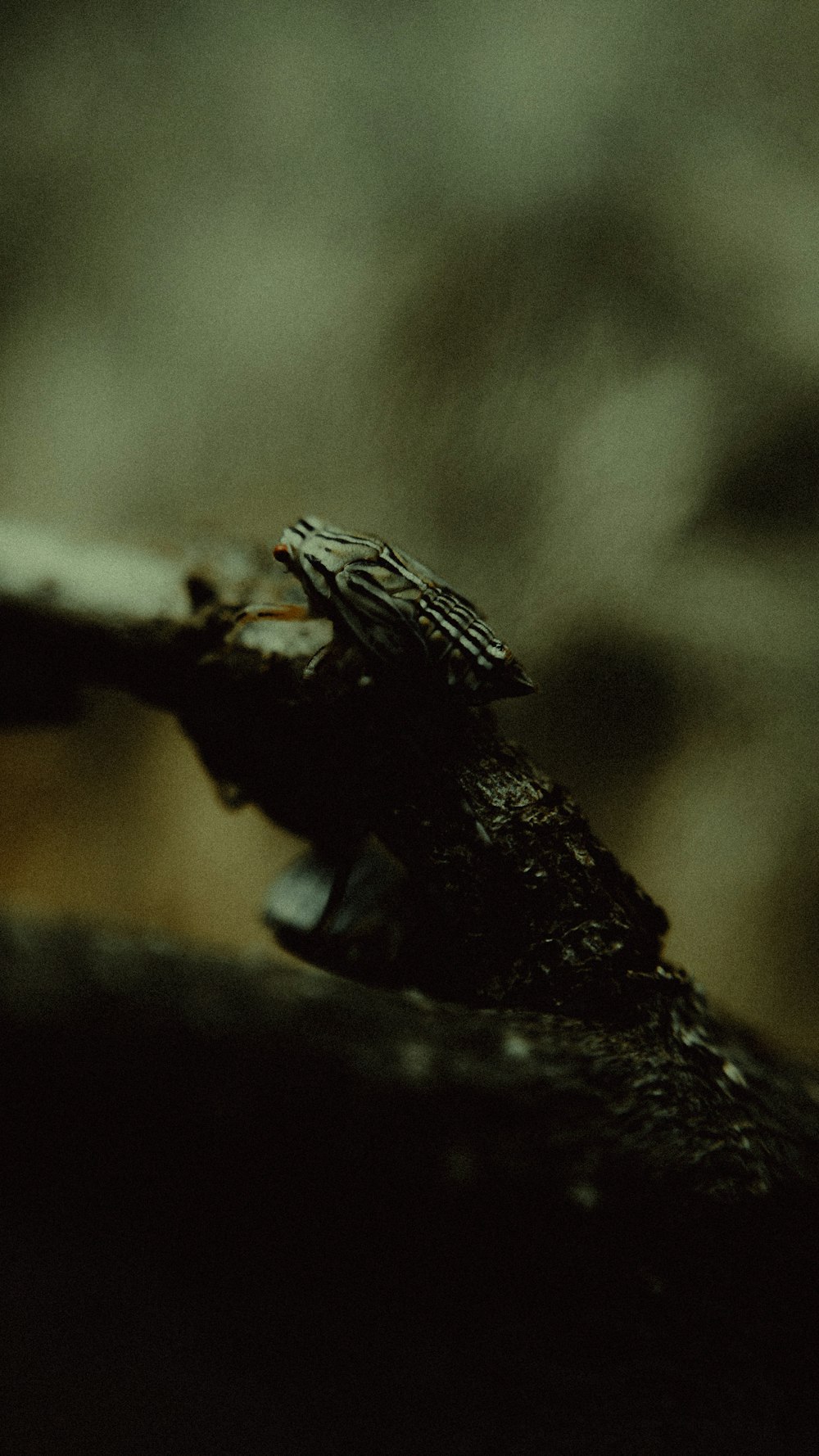 a close up of a piece of wood with a blurry background