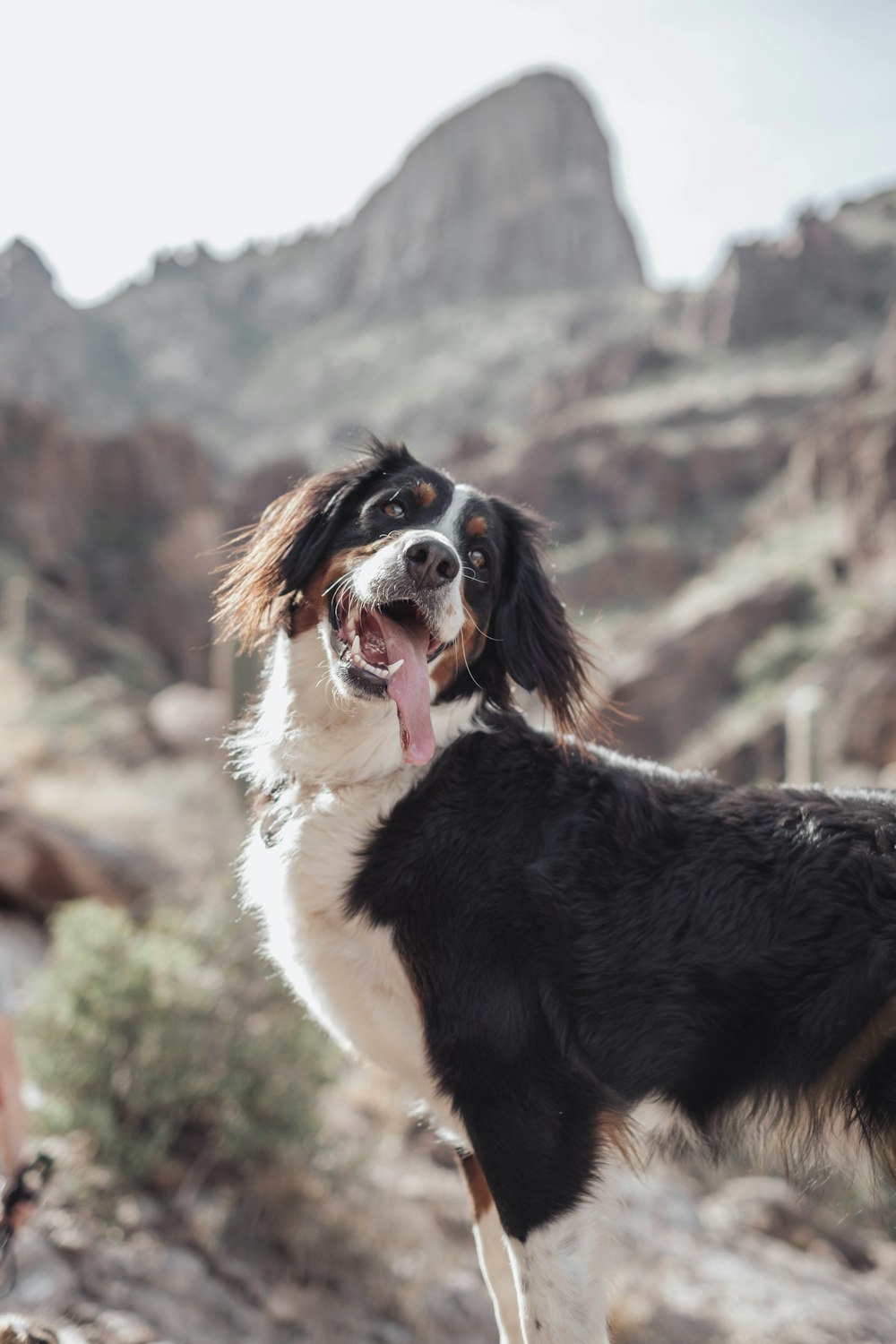 a black and white dog standing on top of a dirt field