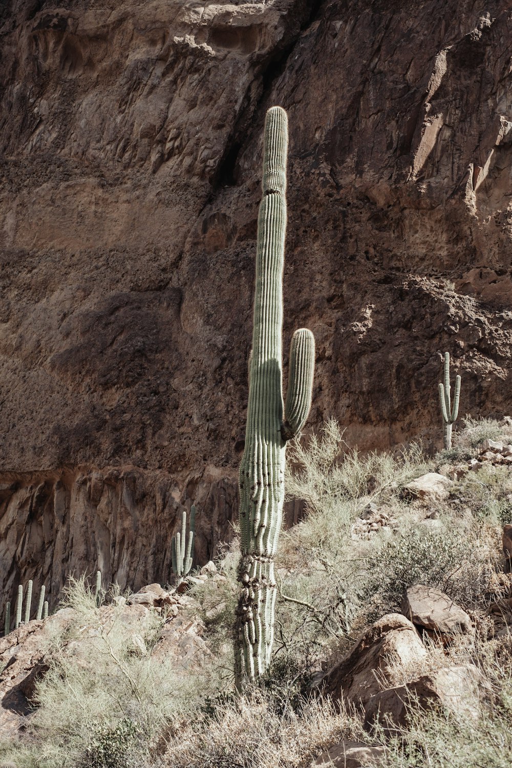 a large cactus standing on top of a grass covered hillside
