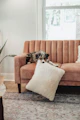 a dog laying on a couch with a pillow