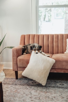 a dog laying on a couch with a pillow