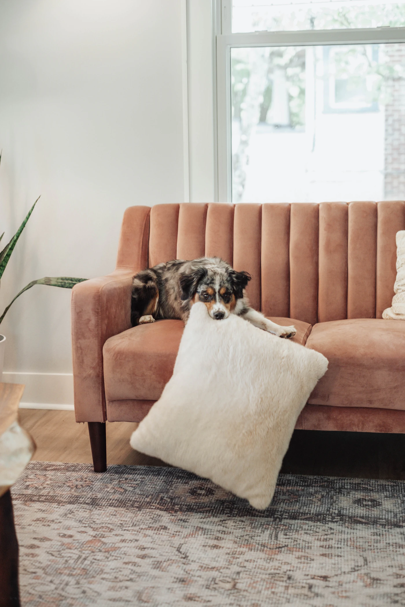 A merle Australian shepherd dog lying on a pink velvet sofa by a bright window holding a fluffy white pillow