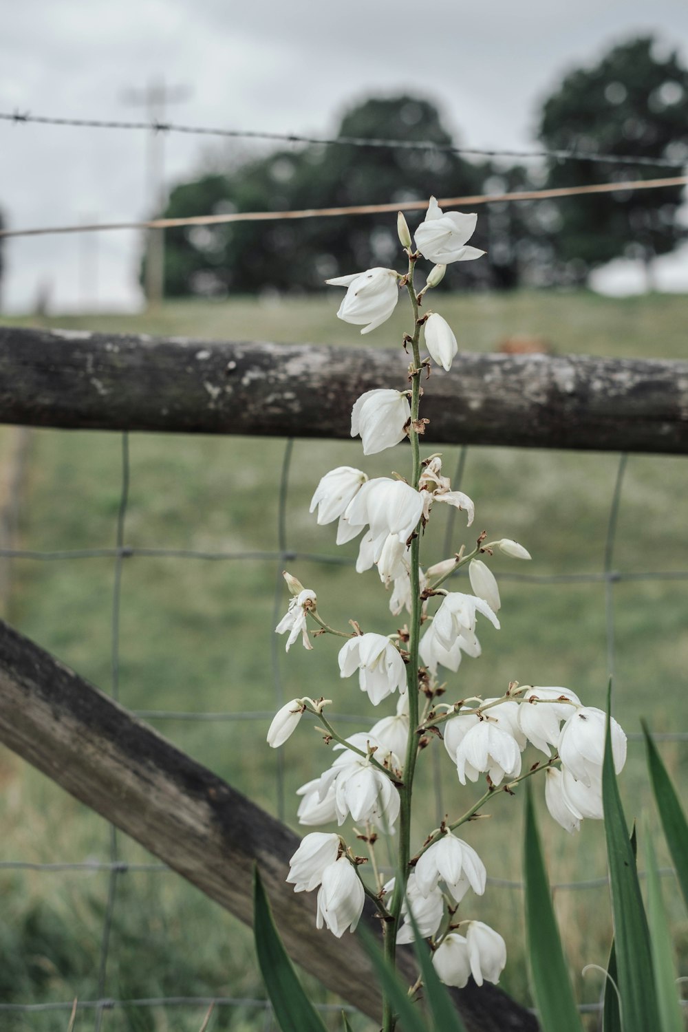 a plant with white flowers in front of a fence