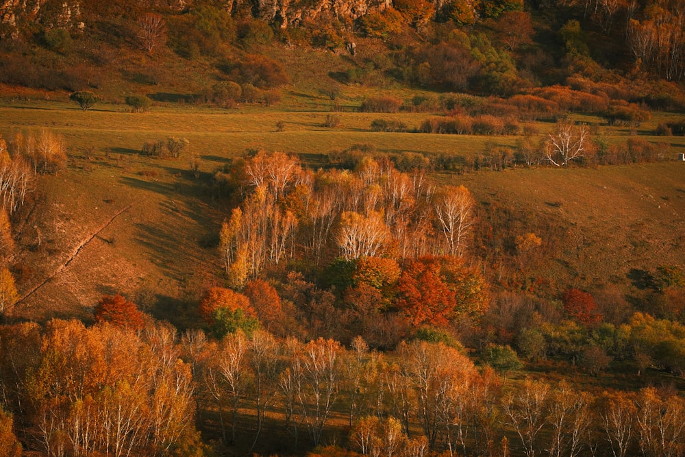 an aerial view of a field with trees in the fall