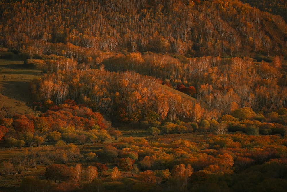 Una collina coperta da un sacco di alberi colorati