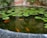 A tranquil pond contains a number of lily pads floating on its surface, surrounded by lush green plants. The water is clear, allowing several vibrant orange koi fish to be visible beneath the surface. The background features a wall with a colorful tile pattern.