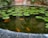 A tranquil pond contains a number of lily pads floating on its surface, surrounded by lush green plants. The water is clear, allowing several vibrant orange koi fish to be visible beneath the surface. The background features a wall with a colorful tile pattern.