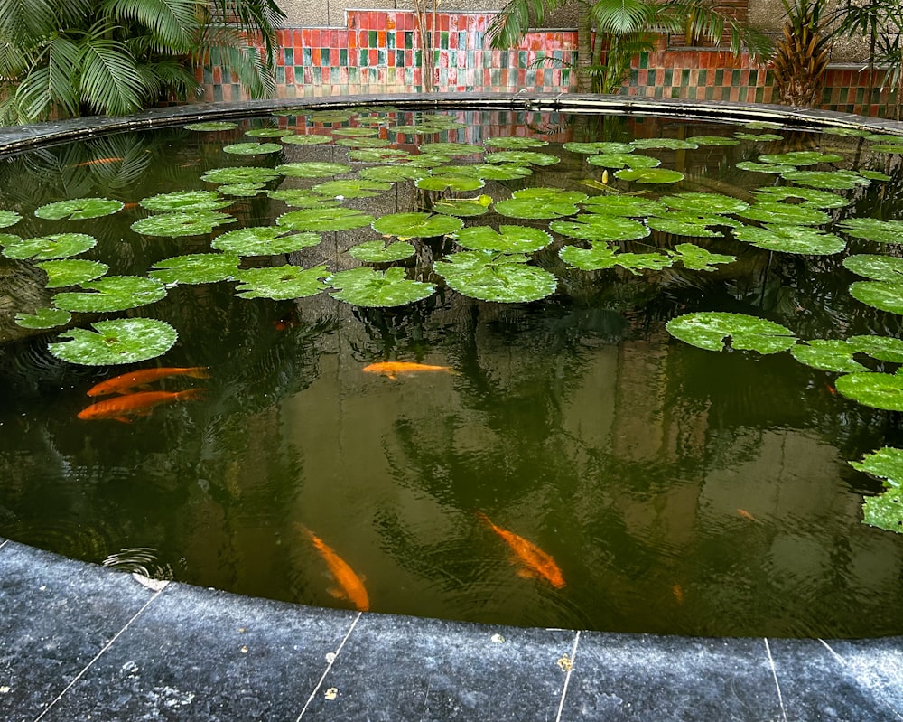 a pond filled with lots of water lilies