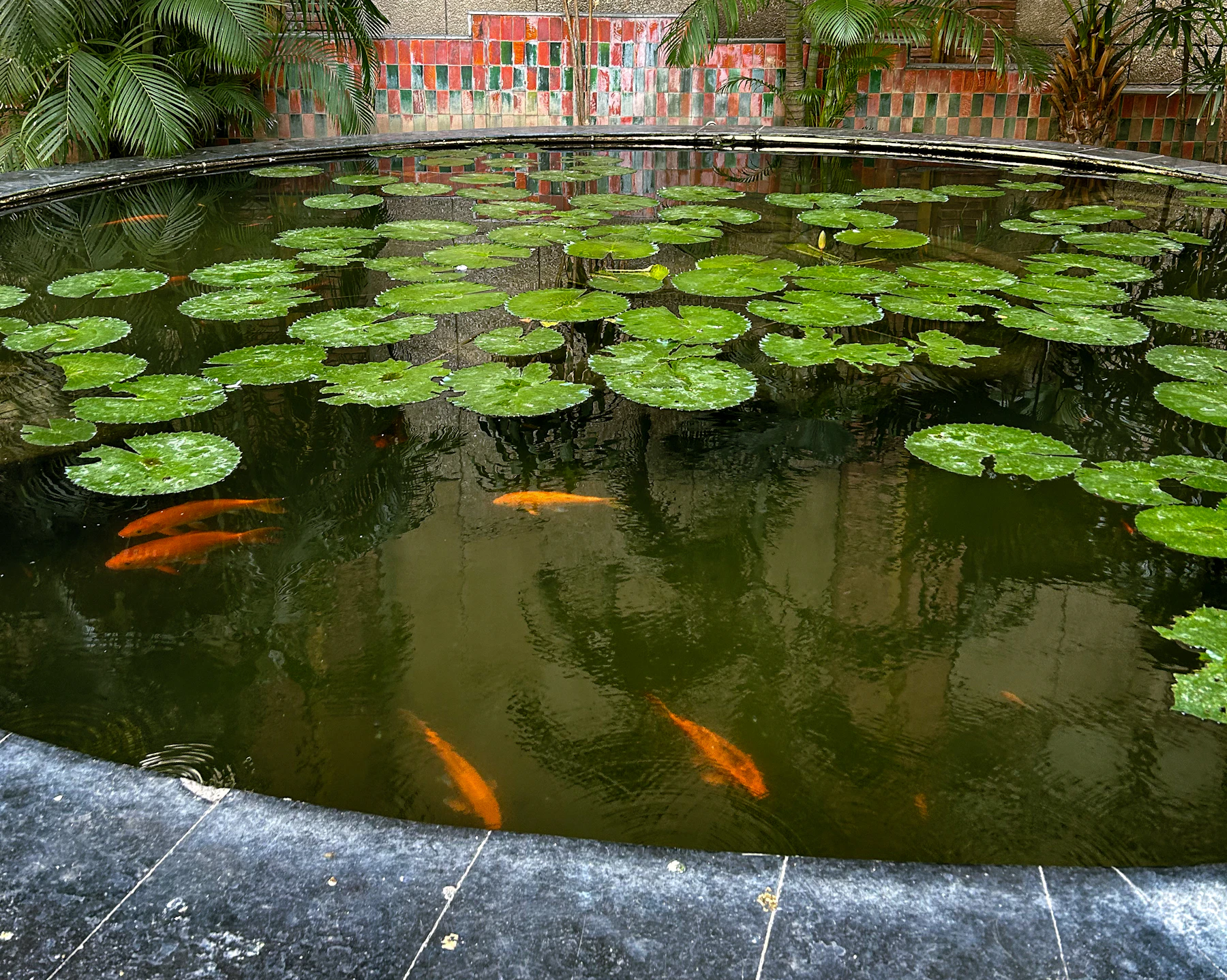 A round stone-edged pool covered in lily pads, with orange fish under the surface