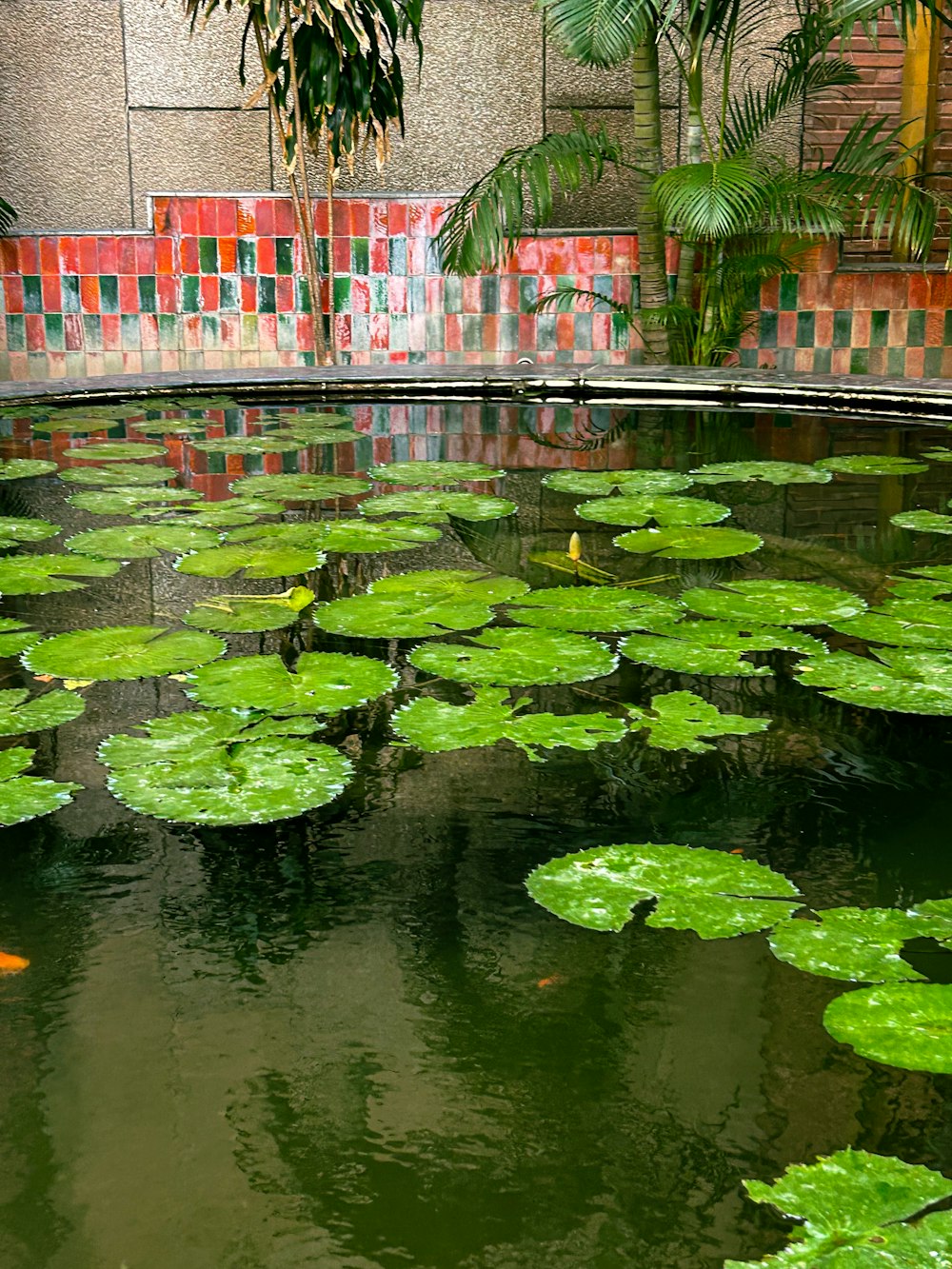 a pond filled with lots of green water lilies