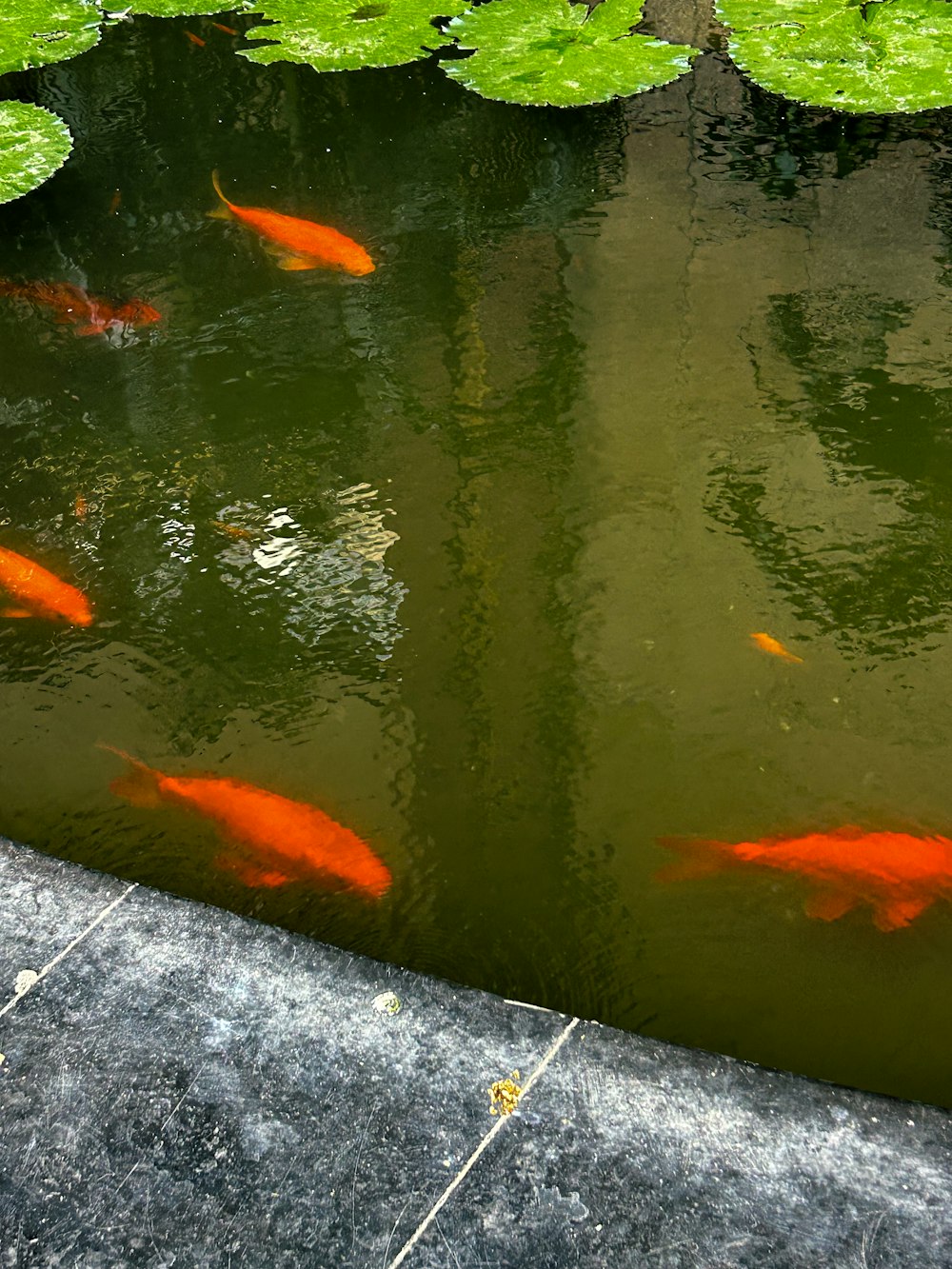 a group of orange fish swimming in a pond