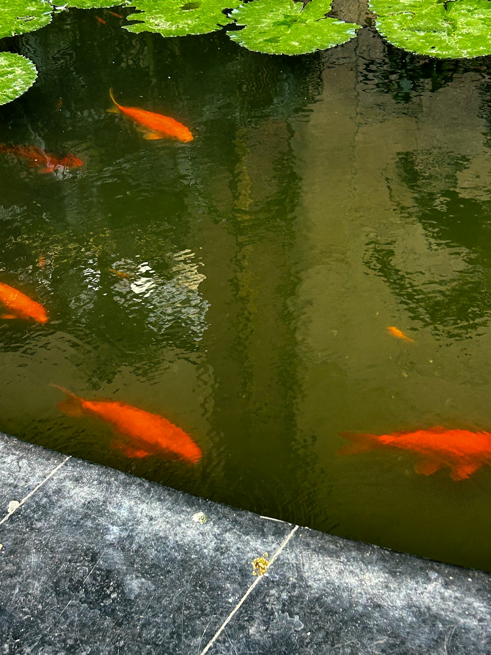 Eine Gruppe orangefarbener Fische, die in einem Teich schwimmen