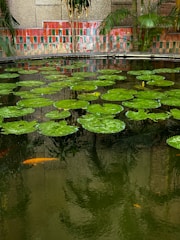 A serene pond with large green lily pads floating on the surface. Beneath the water, several orange fish swim, adding a vibrant contrast. The pond is bordered by a wall of multicolored tiles, and leafy plants can be seen along the perimeter.