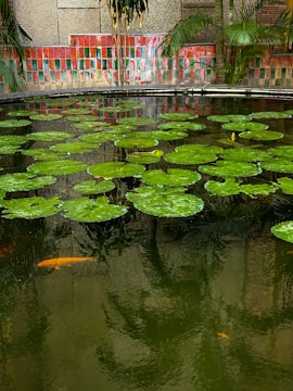 A serene pond with large green lily pads floating on the surface. Beneath the water, several orange fish swim, adding a vibrant contrast. The pond is bordered by a wall of multicolored tiles, and leafy plants can be seen along the perimeter.
