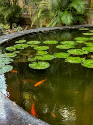 Градинско езерце с цъфтящи водни лилии и златни рибки, плуващи сред водни растения.