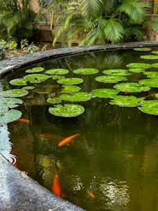 Градинско езерце с цъфтящи водни лилии и златни рибки, плуващи сред водни растения.