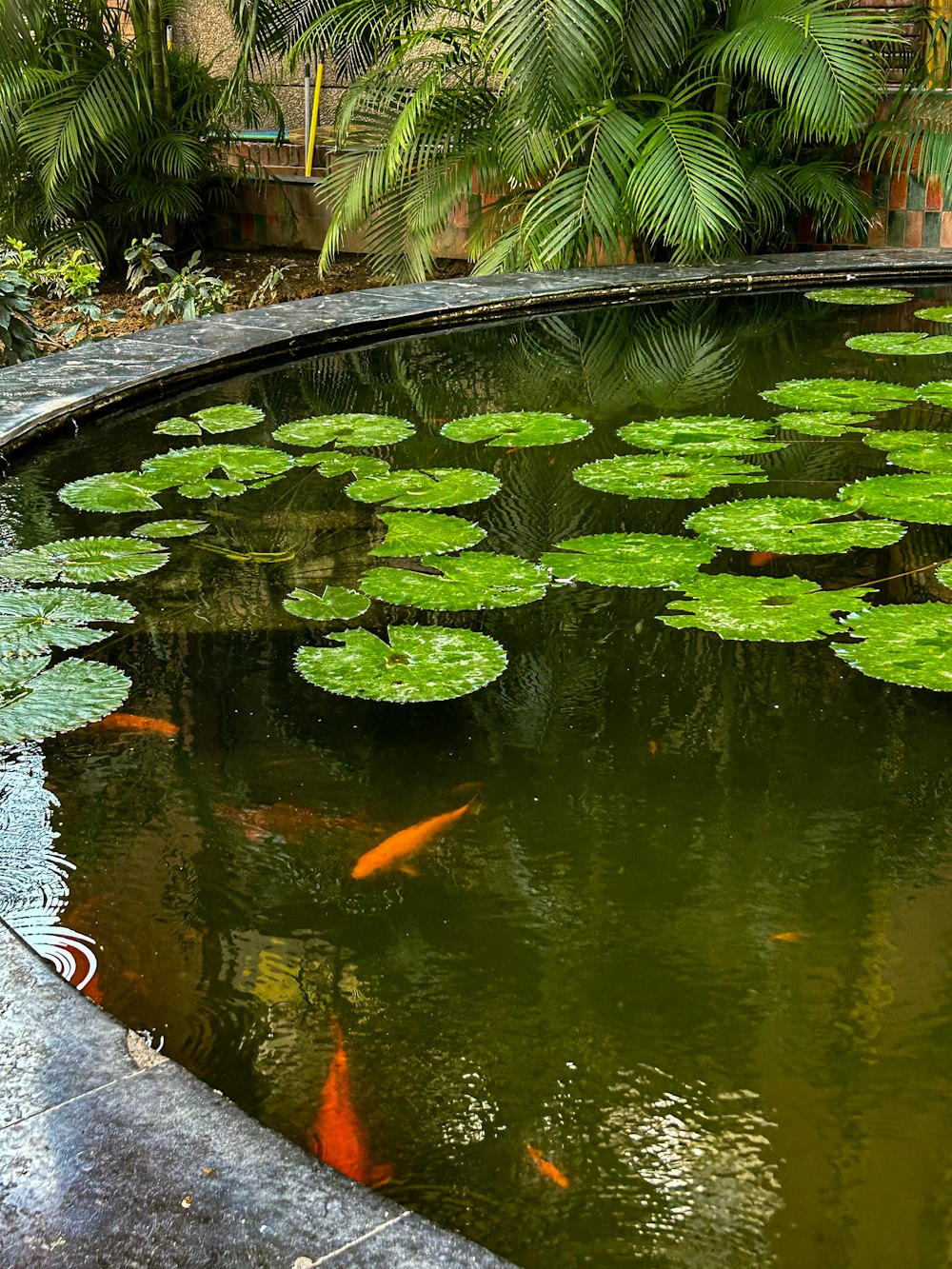 a pond filled with lots of water lilies