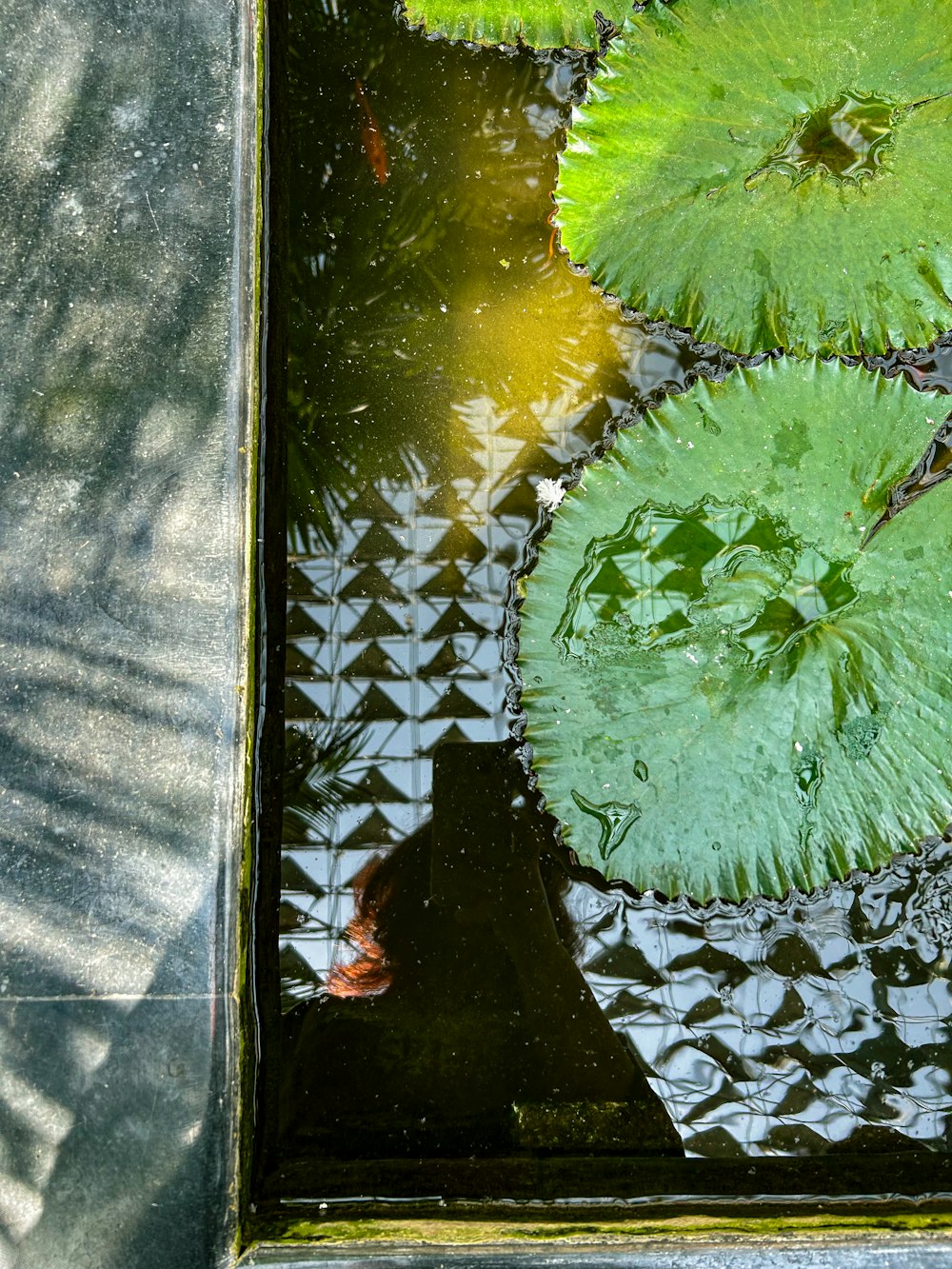 수련과 녹색 잎으로 가득 찬 연못